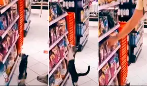 Gatito va a la tienda con su dueño y elige con la patita la comida que desea que le compren