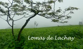 Lomas de Lachay: ¿cuánto cuesta, cómo llegar y cuál es la mejor época para visitar la reserva nacional?