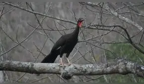 Gore Piura celebrará la semana de la pava aliblanca para conservar su especie