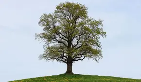 ¿Cuándo empieza la primavera en Perú?: fecha y hora del inicio de la nueva estación