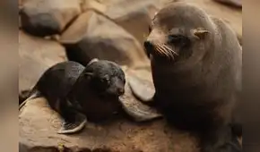 ¿Qué iniciativas impulsa Camisea en favor de la Reserva Nacional de Paracas?