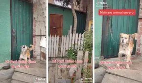 Denuncian maltrato y abandono de perrito en casa de Mi Perú: “Parece que ya ni fuerzas tiene”