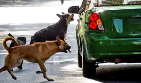 ¿Sabías que los perros no ladran a los carros por diversión? Conoce la verdadera razón