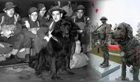 ¿Cuál es la historia del sargento Gander, el perro que dio su vida para salvar a su batallón?