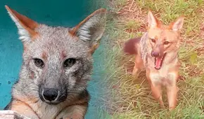 ¿Qué fue de Run Run, el zorro más famoso del Perú y dónde se encuentra en la actualidad?