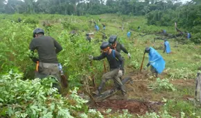 Cultivos de hoja de coca afectan a 24 pueblos indígenas