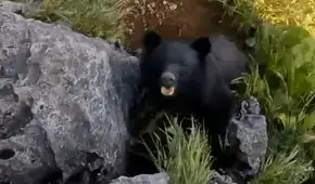 Escalador graba el momento exacto en que se defiende de los ataques de un oso Escalador graba el momento exacto en que se defiende de los ataques de un oso