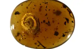 Descubren un caracol con pelos preservado en ámbar de 99 millones de años