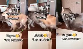 Gato ve que 2 perros tienen una pelea, se molesta y le pega a uno para detenerlos