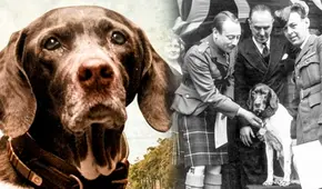 Judy, la perrita heroína que salvó a cientos de soldados durante la Segunda Guerra Mundial