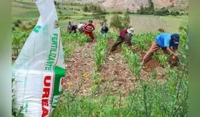 Direcagro evalúa demandar a Agro Rural por más de US$ 9 millones por cancelación de compra de urea