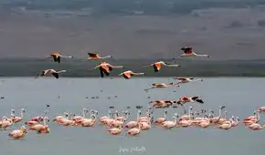 Flamencos en Lima: ¿cómo llegaron a los humedales de Lima y en qué distritos puedo verlos?