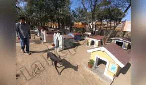 Lambayeque: ¿sabías que existe un cementerio de perros peruanos sin pelo?