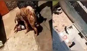 Santa Anita: rescatan a perros que eran recogidos de la calle para ser atacados Santa Anita: rescatan a perros que eran recogidos de la calle para ser atacados
