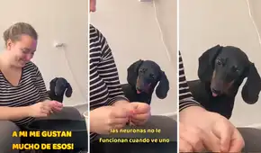 Perrito salchicha 'adicto' al pollito queda hipnotizado por el deshilachado de su dueña Perrito salchicha 'adicto' al pollito queda hipnotizado por el deshilachado de su dueña