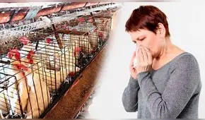 Junín: Minsa tiene en observación a 2 niños ante posible contagio de gripe aviar