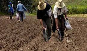 En plena campaña agrícola, siembras en 19 regiones cayeron hasta en casi 57%