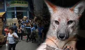 "Quise sacarlo de ahí": testimonio del joven que compró a Run Run en mercado pensando que era un perro