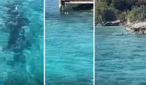 Perro se enfrenta a tiburón de tres metros en las Bahamas ante la atónita vista de los turistas