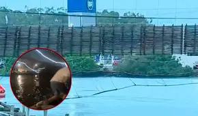 Puente colgante colapsó cuando 100 personas lo cruzaban en medio de los festejos del Carnaval de Brasil