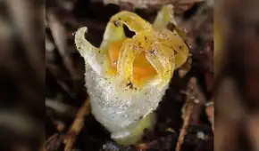 Redescubren la linterna de hadas, misteriosa planta que se creía extinta hace 30 años Redescubren la linterna de hadas, misteriosa planta que se creía extinta hace 30 años