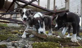 Perros callejeros en Chernóbil serían genéticamente distintos que los de otras partes del mundo