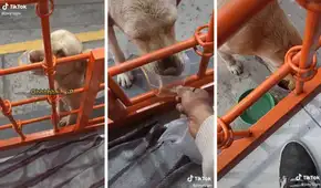 Perrito se vuelve sensación al pagarle con basura al bodeguero para conseguir croquetas