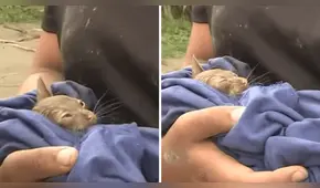 Gatito es rescatado vivo del huaico que azotó el poblado de San Jacinto en Áncash