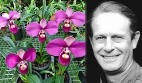 'Zapatito rosado', la hermosa orquídea peruana: ¿cómo fue traficada y patentada por un estadounidense?