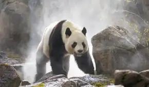 Paleontólogos chinos descubren al panda gigante carnívoro Paleontólogos chinos descubren al panda gigante carnívoro