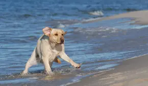 Reportan en Canadá un perro muerto por la gripe aviar H5N1