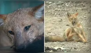 ¿Qué pasó con Run Run, el zorro que se hizo famoso en el Perú, y cómo se encuentra?