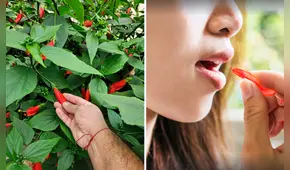 ¿Recuerdas que de niño chupabas el néctar de esta flor? Conoce qué puede producir a largo plazo