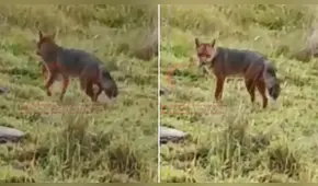 “Mira, el amigo de Run Run”: zorrito andino es captado por ciudadanos en Cajamarca
