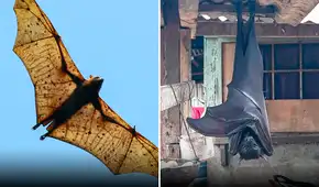 ¿Cuánto mide el zorro volador filipino, el murciélago más grande del mundo?