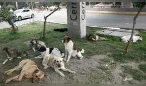 Familias que críen más de 3 perros en Arequipa serán sancionados hasta con S/495 a