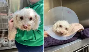 Rescatan a perrito desmayado con sobredosis en EE. UU.: el dueño compartía drogas con el animal