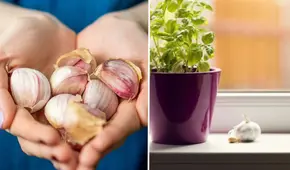 ¿Por qué deberías poner dientes de ajo en la ventana de tu casa?