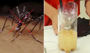 Suben casos de dengue en Perú: ¿cómo hacer una trampa casera para zancudos y reducir su aparición?