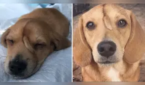 Perrito con cola en la frente fue rescatado y se gana el corazón de miles : “Qué ternurita”