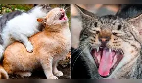 ¿Por qué motivo las gatas hacen demasiado ruido al momento de aparearse?