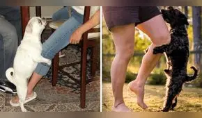 ¿Sabías que tu perro no siempre monta tu pierna por motivos sexuales? Conoce las razones