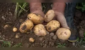 Día Nacional de la Papa se celebrará con una caída de su producción en 17%