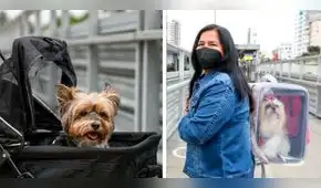 ATU: ¿cómo trasladar a mi mascota en el Metropolitano, corredores y tren eléctrico?