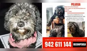 La Victoria: familia busca a Pelussa, perrita de 11 años que está perdida hace 3 días