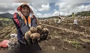 Perú se mantiene como primer productor de papa en América Latina: ¿qué puesto ocupa a nivel mundial?