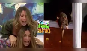 "Al fondo hay sitio": rata arruina galería de Macarena y el futuro de Alessia "Al fondo hay sitio": rata arruina galería de Macarena y el futuro de Alessia
