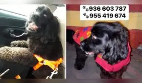Pueblo Libre: buscan a perrita que se perdió en medio de asalto armado