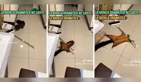 Ardilla es captada fingiendo su muerte luego de travesura en casa de su ama: "Estudió en Televisa"