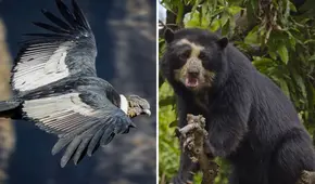 20 animales en peligro de extinción en Perú que buscan ser protegidos